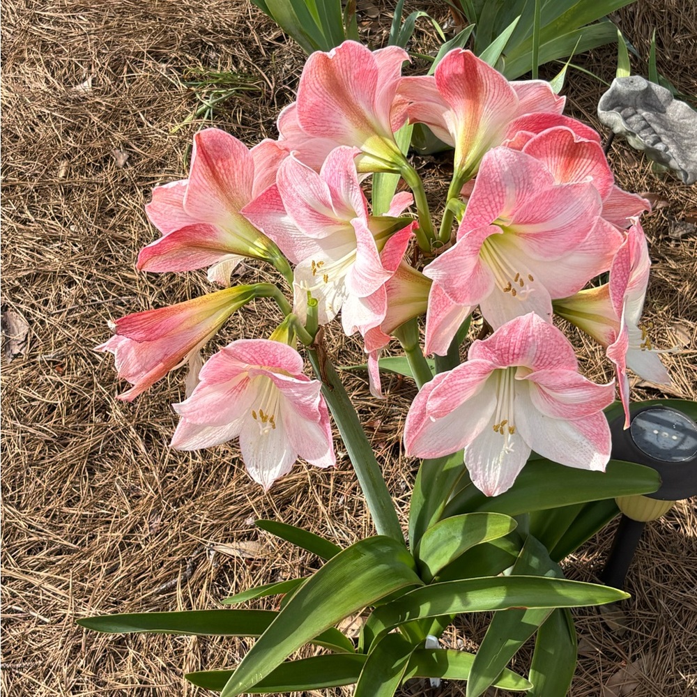 12 Amaryllis, Apple Blossom bulbs in pink and white.